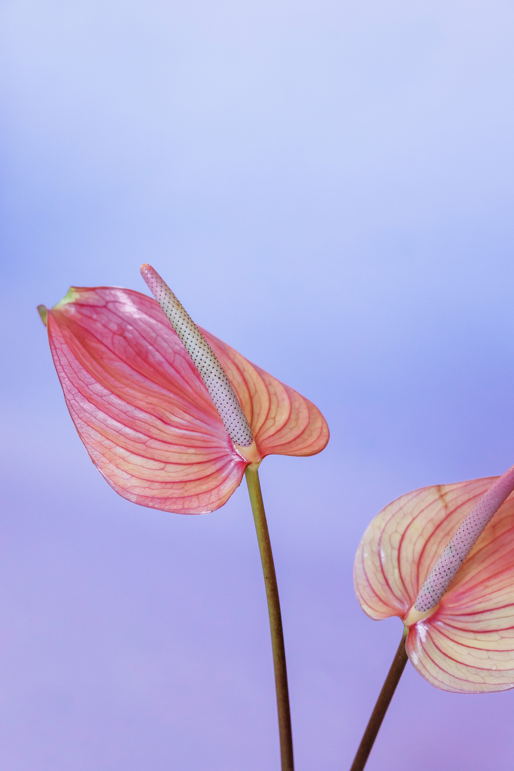 Anthurium Flowers in Purple Background