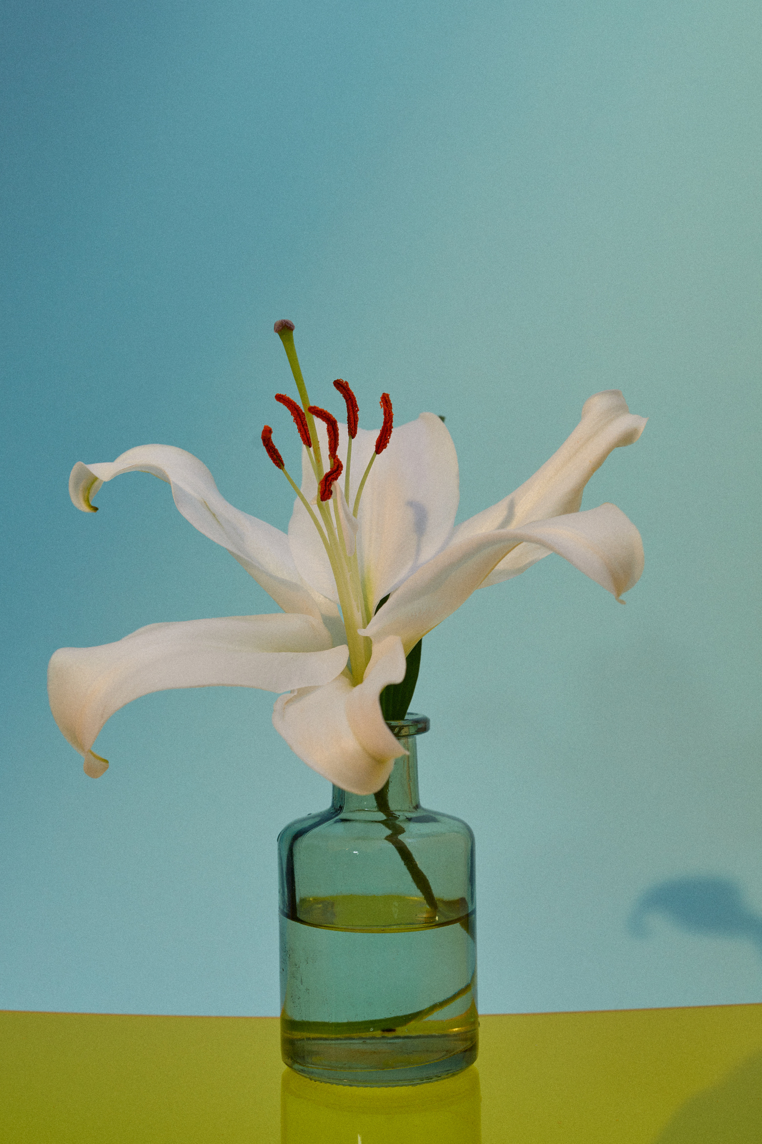 White Lily in Small Glass
